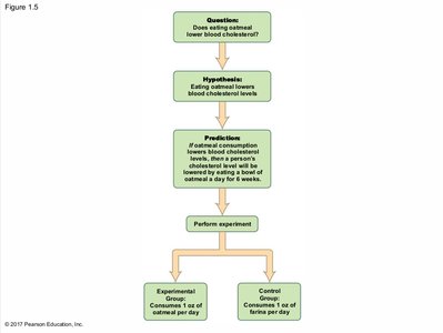 Experimental design for oatmeal and cholesterol