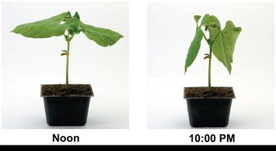 Legume leaf movement at noon and 10:00 PM