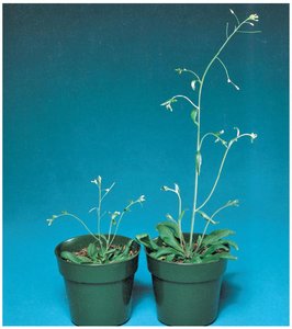Tendril coiling around support as an example of thigmotropism