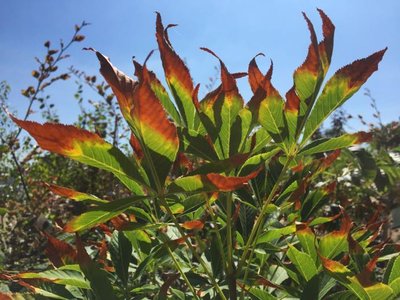 Drought stress symptoms on plant leaves