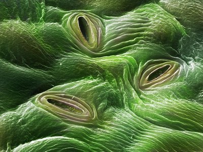 Formation of air tubes in roots under flooding conditions