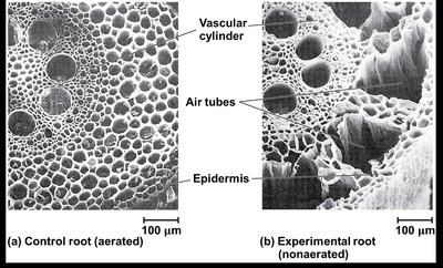 Salt stress in agricultural field