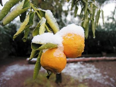 Frost on citrus fruit
