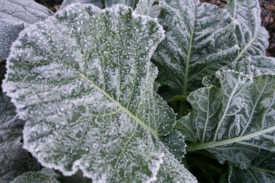 Frost on leafy plant, illustrating antifreeze protein function
