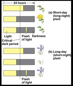 Diagram of photoperiodic control in short-day and long-day plants