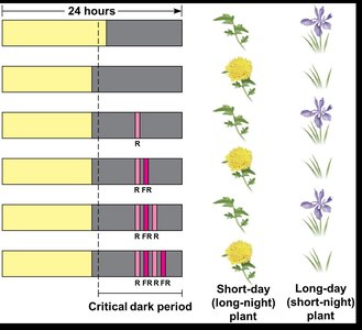 Effect of red and far-red light flashes on flowering in short-day and long-day plants