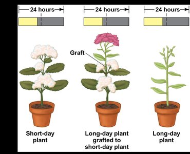 Grafting experiment demonstrating florigen movement