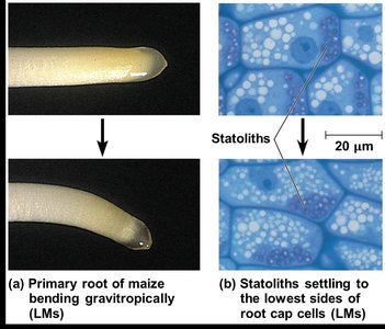 Statoliths in root cap cells and gravitropic bending of maize root