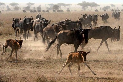 Clumped dispersion pattern in wildebeest