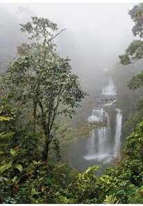 Temperate broadleaf forest