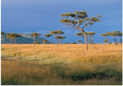 Savanna