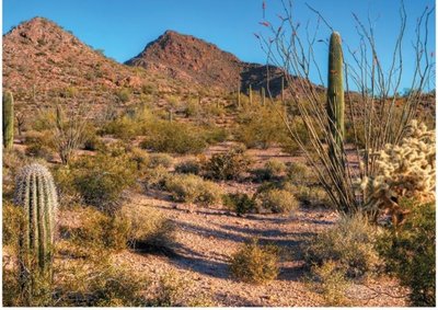 Desert