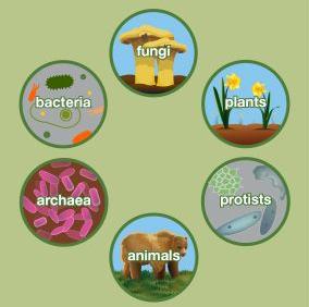 Major biotic factors: bacteria, fungi, plants, animals, protists, archaea