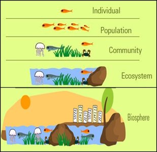 Levels of ecological organization: individual, population, community, ecosystem, biosphere