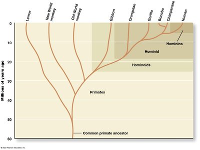 Evolutionary tree showing common ancestors of humans and primates