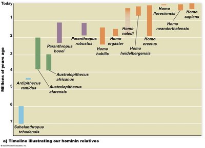 Timeline of hominins