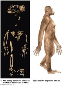 Nearly complete skeleton and artist's depiction of Ardi (Ardipithecus ramidus)