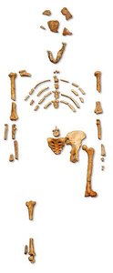 Reconstruction of the fossil skeleton 'Lucy' (Australopithecus afarensis)