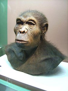 Reconstruction of Homo habilis