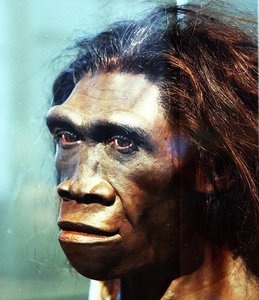 Model of the face of an adult female Homo erectus