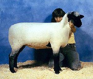 Hampshire sheep
