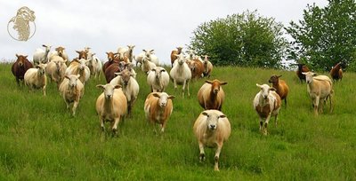 Katahdin sheep