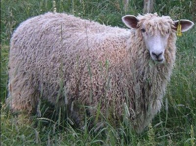 White fleece of wool sheep