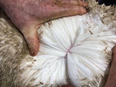 Merino sheep