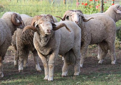 Rambouillet sheep