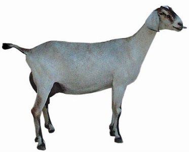 Nubian goat