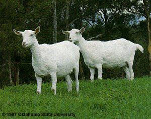 Saanen goats