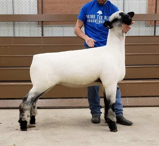Suffolk sheep