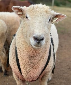 Southdown sheep