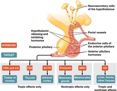 Diagram of hypothalamus and pituitary gland hormone regulation