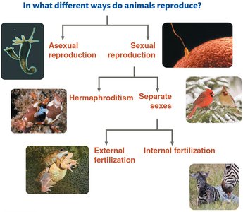 Diagram showing different ways animals reproduce