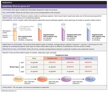 Experimental test of the one-gene, one-enzyme hypothesis