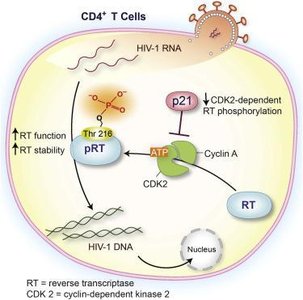 Reverse transcriptase in HIV-1 infection