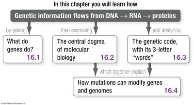 Chapter roadmap: Genetic information flows from DNA to RNA to proteins