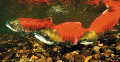 Sockeye salmon, an osmoregulator that migrates between rivers and the ocean