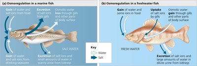 Osmoregulation in marine and freshwater bony fishes: a comparison
