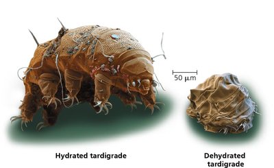 Hydrated and dehydrated tardigrade (SEM images)