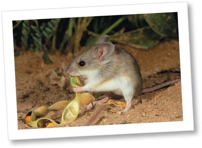 Sandy inland mouse, a desert mammal adapted to survive without drinking water