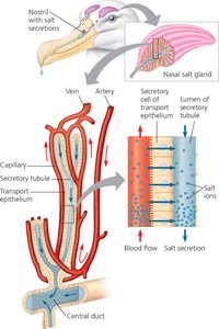 Diagram of salt secretion in the nasal gland of a marine bird