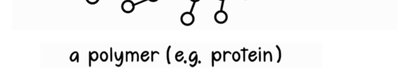 Polymer (protein) structure