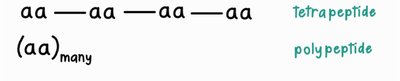 Polypeptide chain
