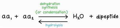 General dehydration synthesis reaction