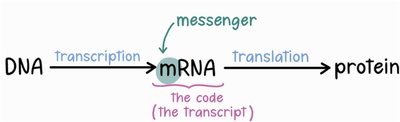 Central dogma: DNA to mRNA to protein