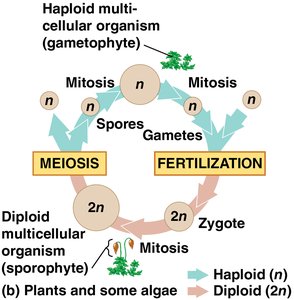 Diagram of alternation of generations in plants and some algae