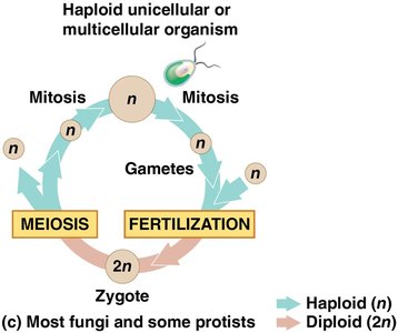 Diagram of fungal and protist life cycle with haploid and diploid stages