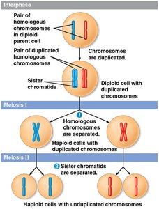 Overview of meiosis showing chromosome separation in Meiosis I and II